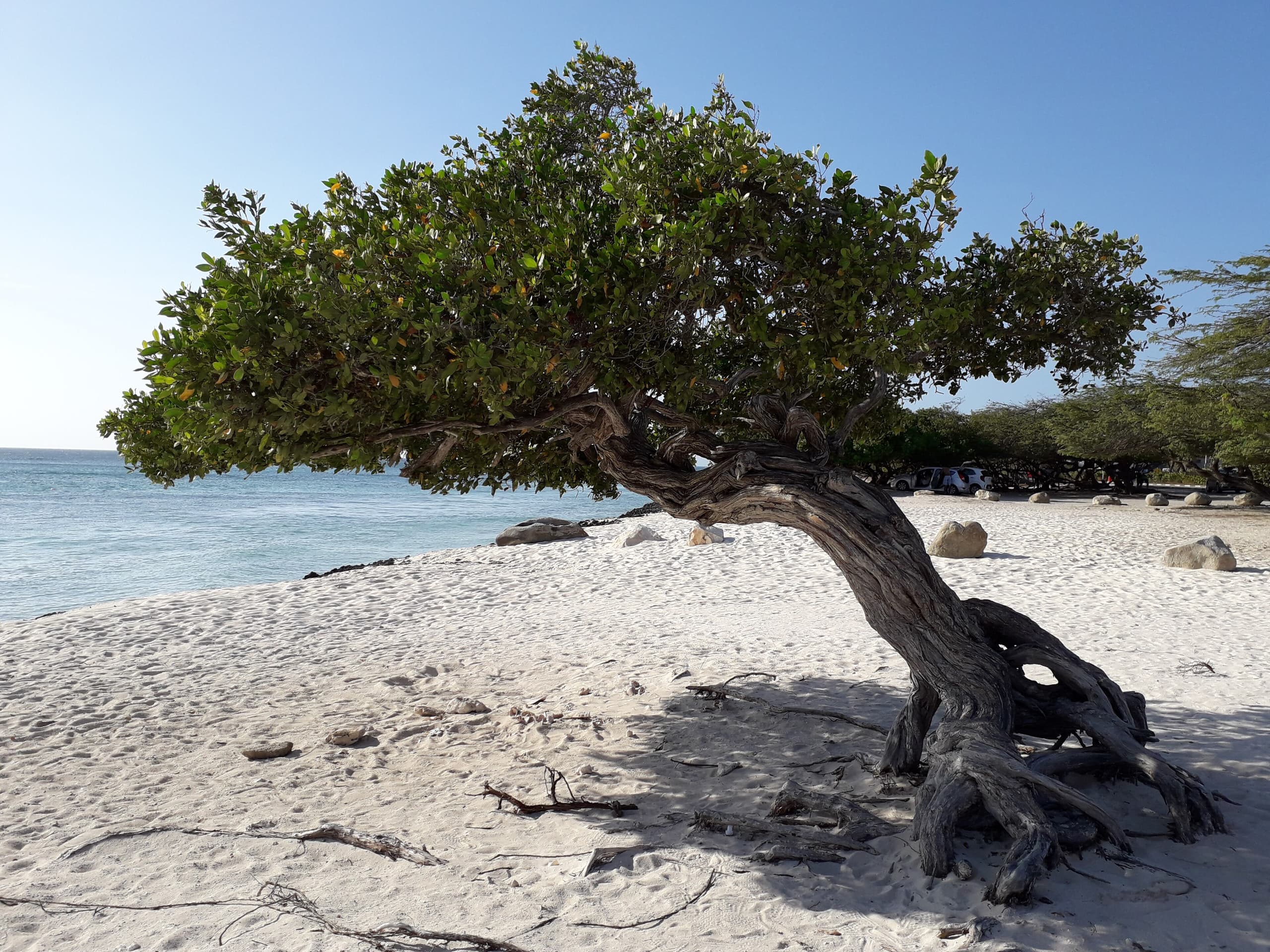 A wind-bent tree on the white sand of Eagle Beach, Aruba, with the sea on the left and parked cars under the trees behind