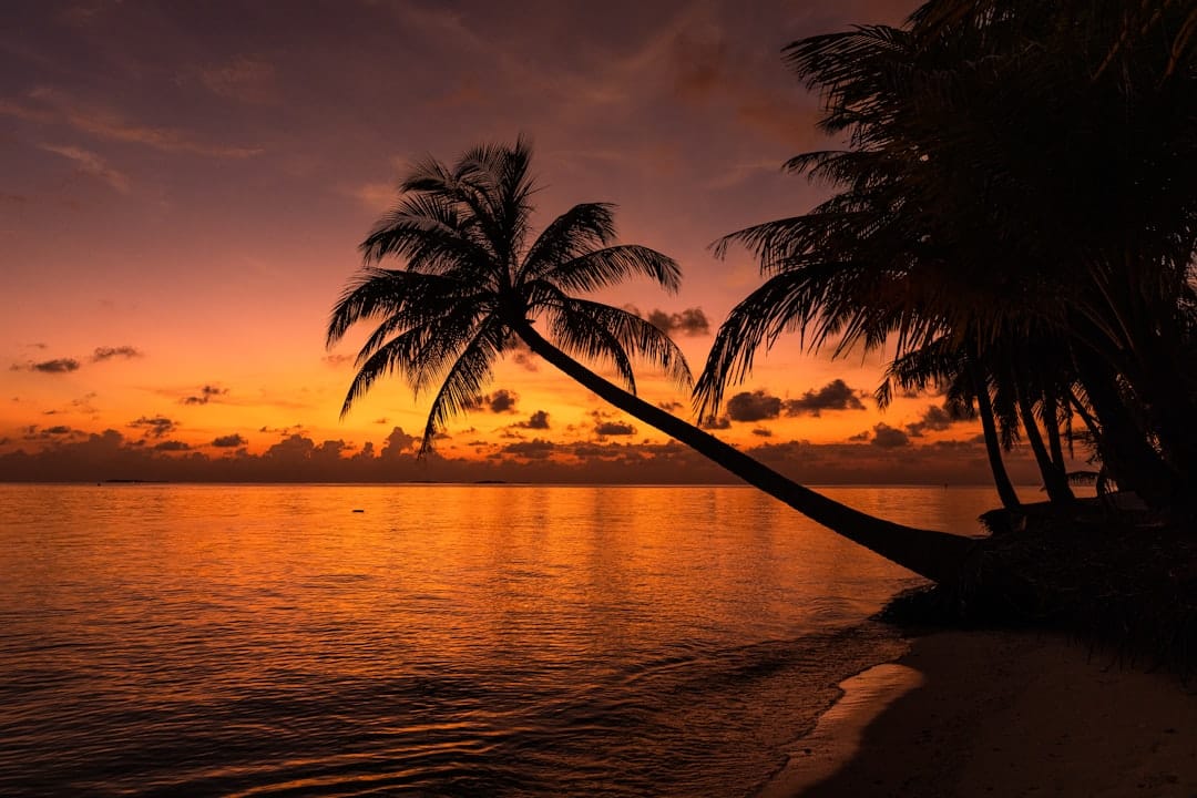 A palm leaning over a beach at sunset, the sun low and orange across flat water