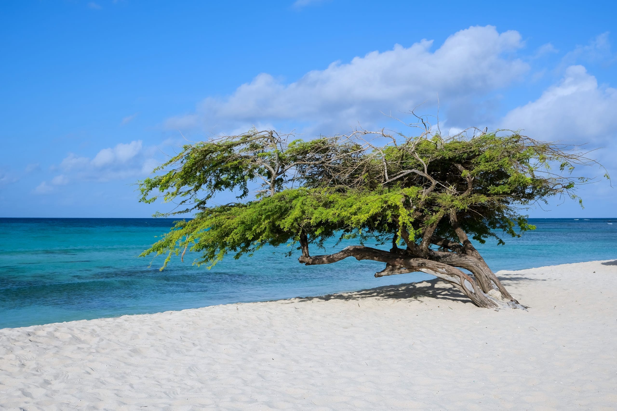 A divi-divi tree standing alone on white sand above turquoise water, its whole crown pushed to one side