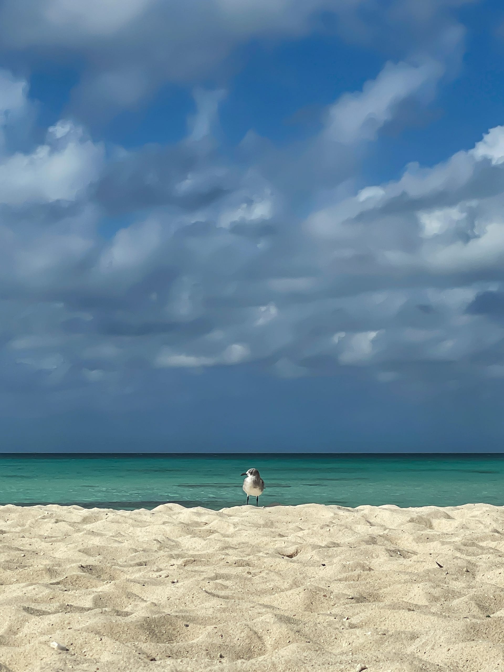 A heavy blue cloud bank sitting over green water, a single gull on the empty sand