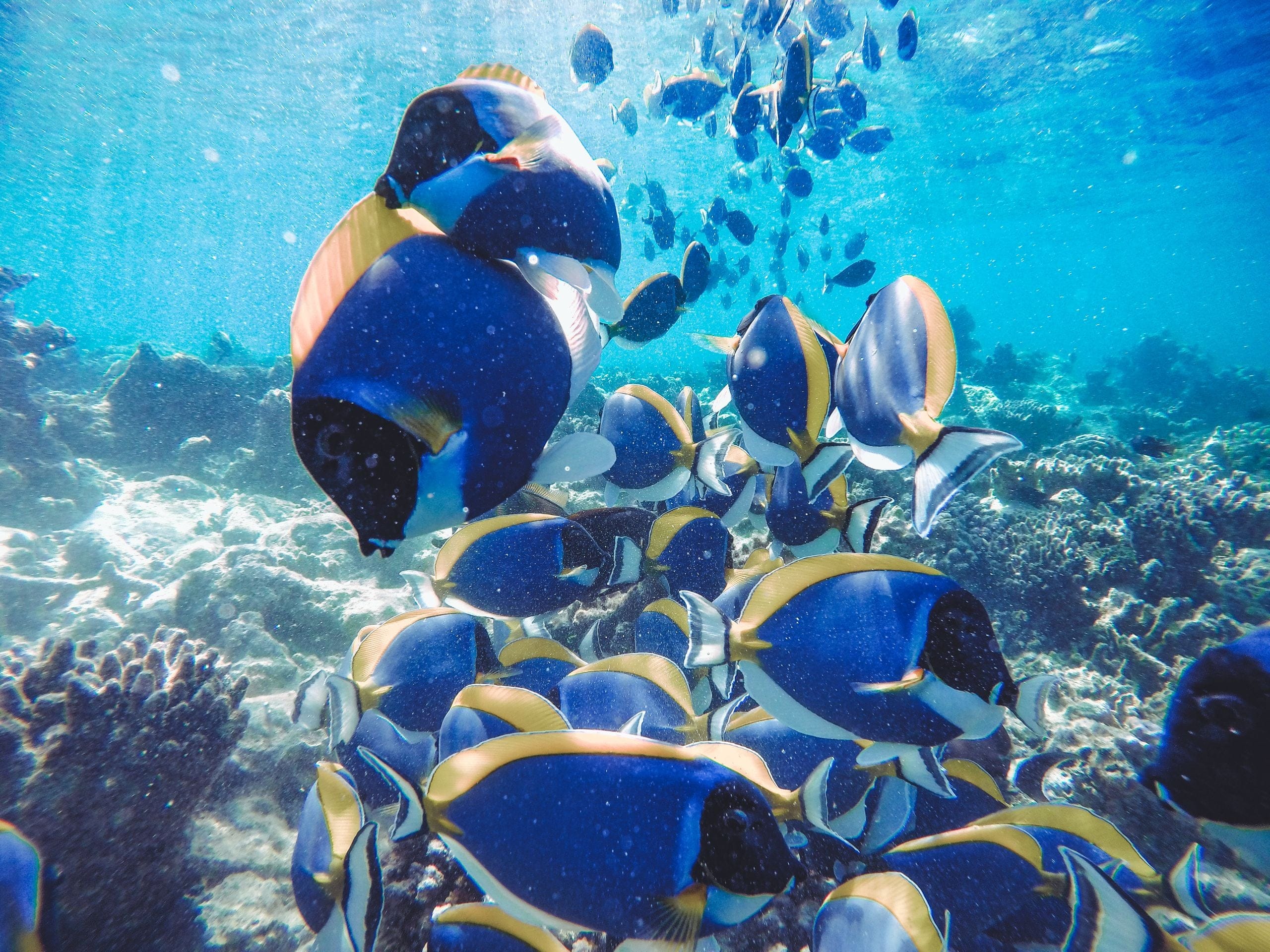 A dense school of blue tang moving over coral in bright shallow water