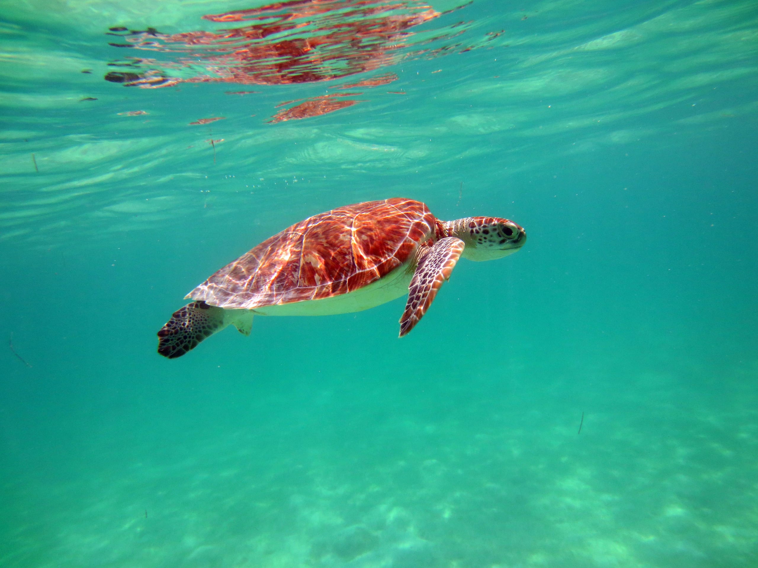 A turtle with a red-brown shell swimming through clear green water near the surface