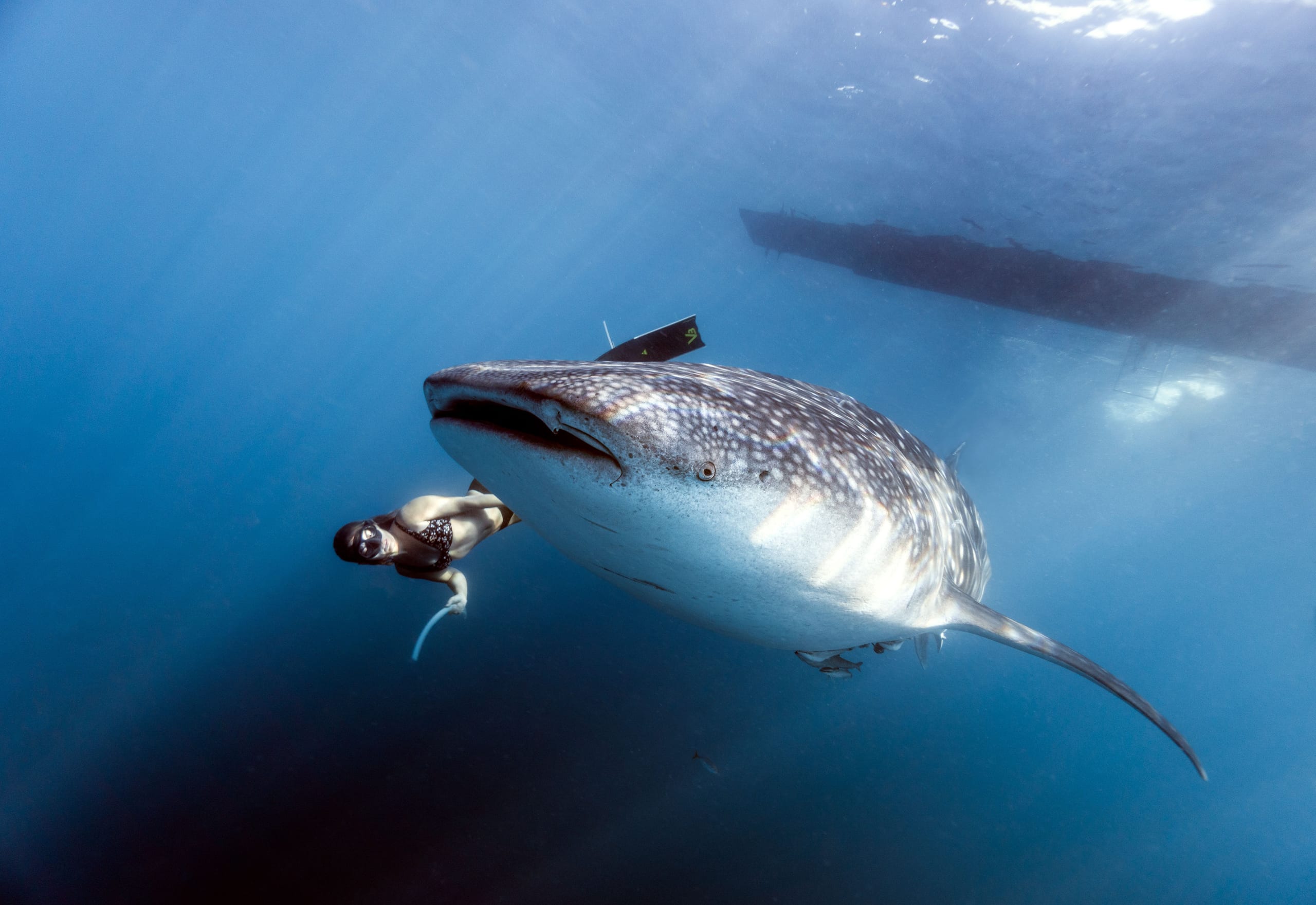 A whale shark moving through deep blue water with a snorkeler swimming close alongside its head