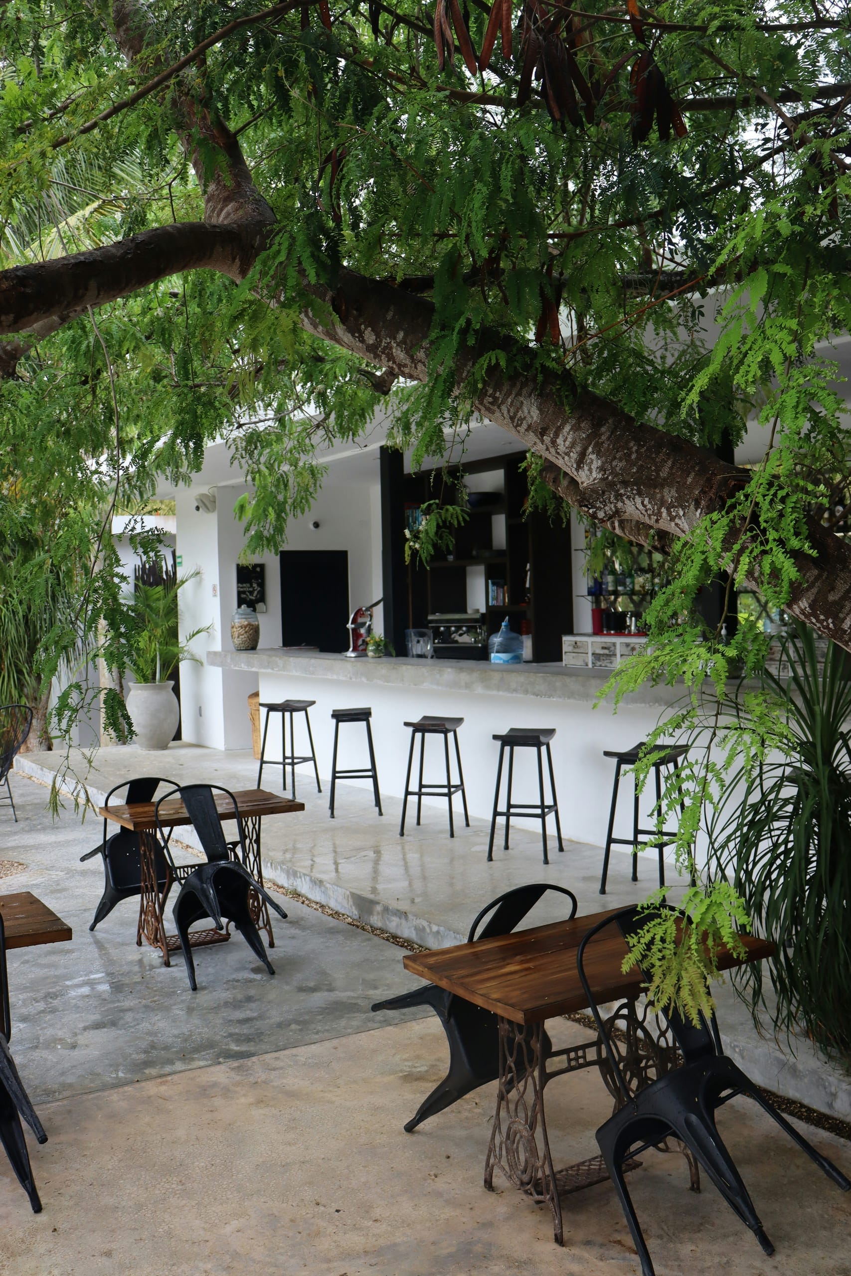 An open sided cafe of white plaster and raw timber with bar stools along the counter and a tree growing through the roof