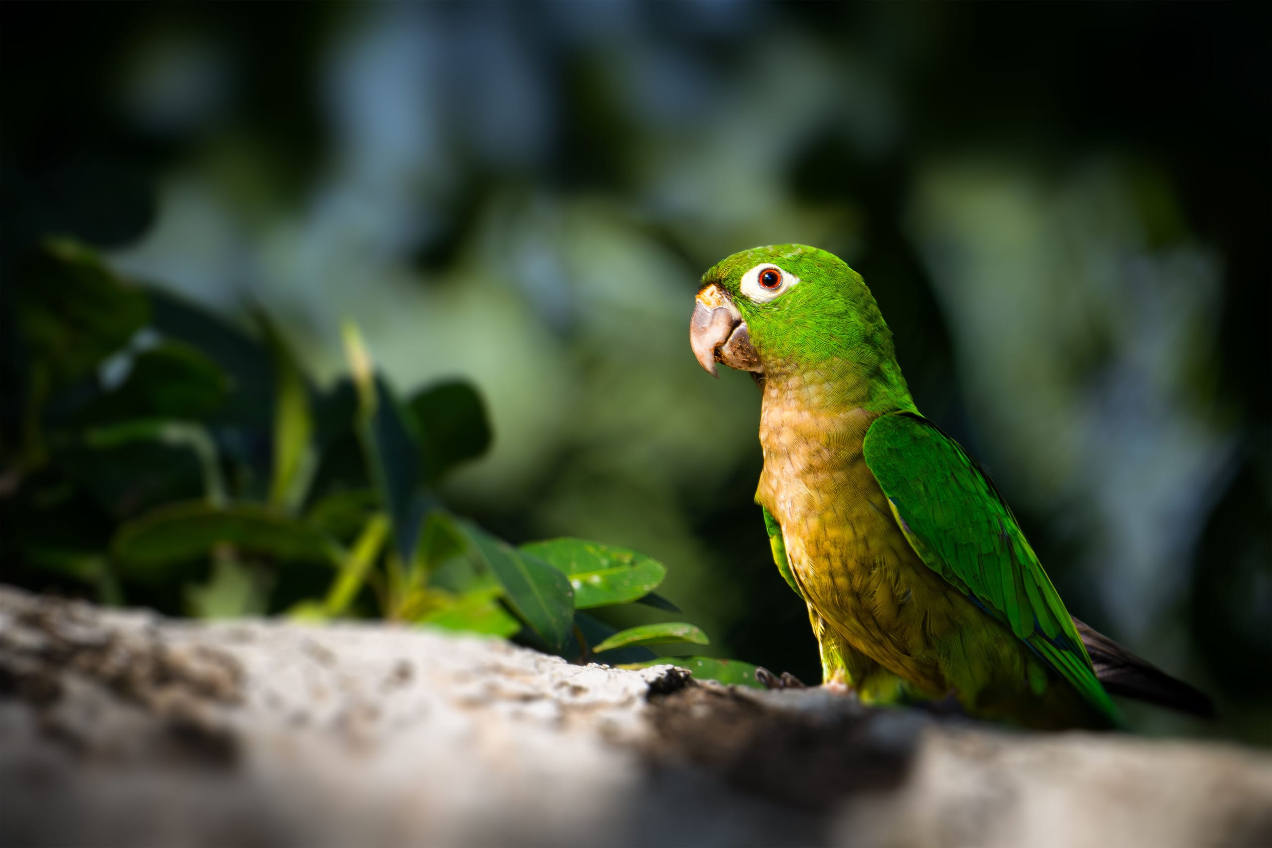 A small green parakeet with a pale bill perched on a log against dark foliage